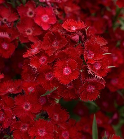 Sweet William Rockin' Red